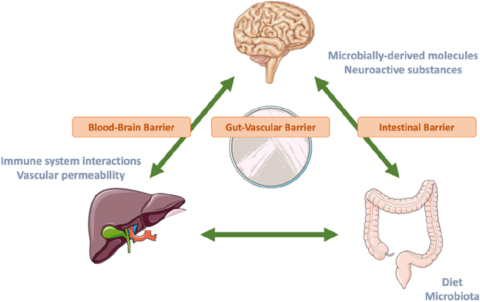 The Gut-Liver-Brain Axis - metabolicmatrix.info