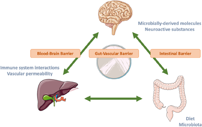 The Gut-Liver-Brain Axis