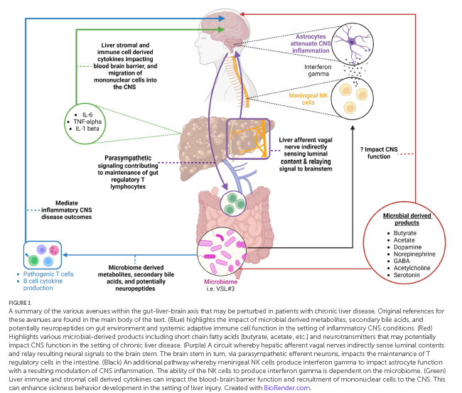 Gut-liver-brain axis links