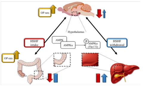 AMPK in the gut-liver-brain axis - metabolicmatrix.info