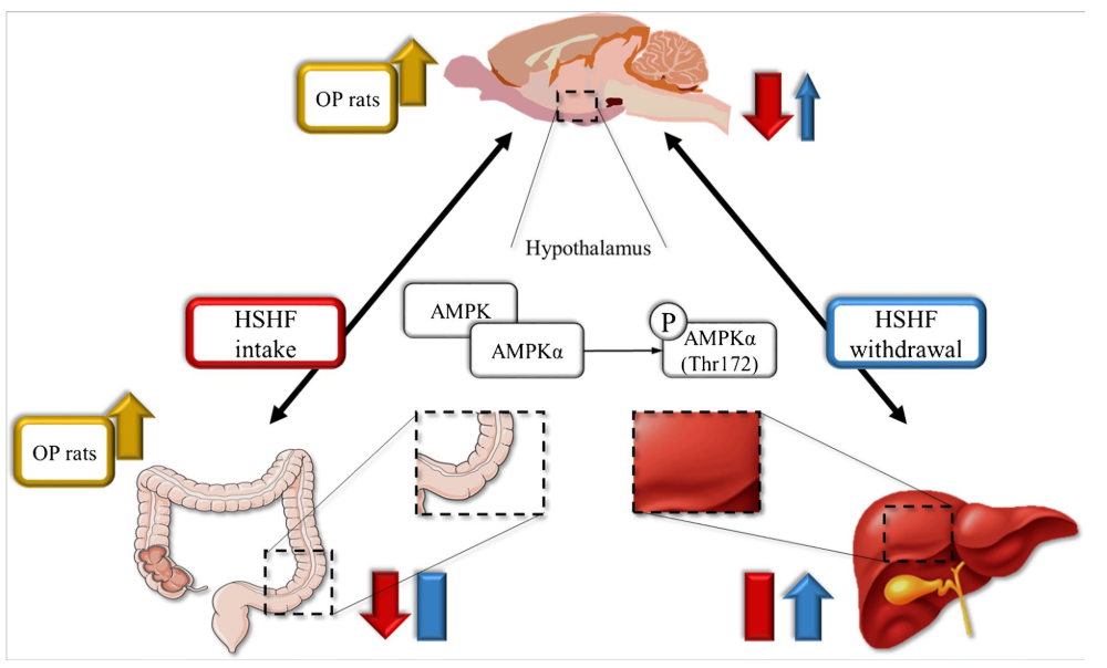 AMPK in the gut-liver-brain axis