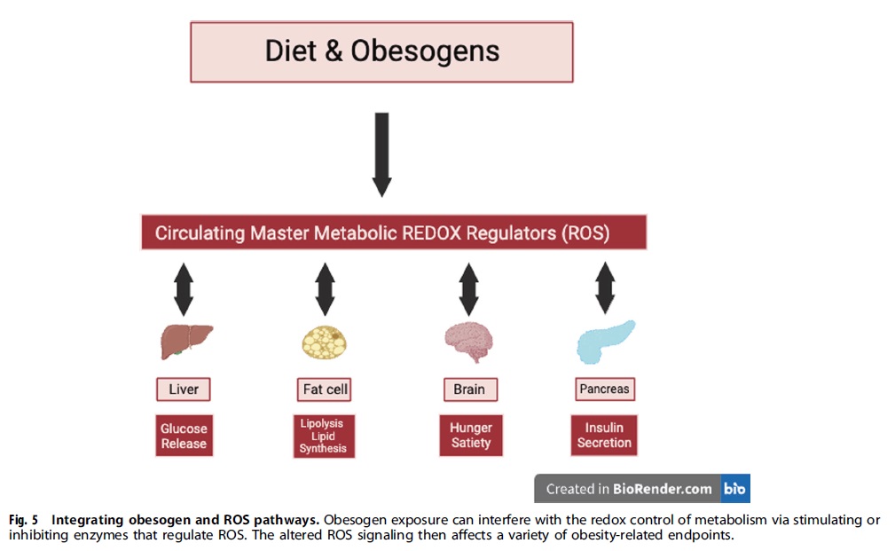 Obesogens: a unifying theory for the global rise in obesity